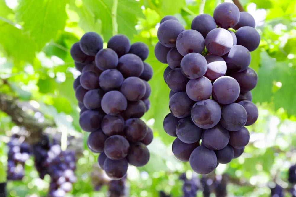 Across No1 Travel Packege Tour