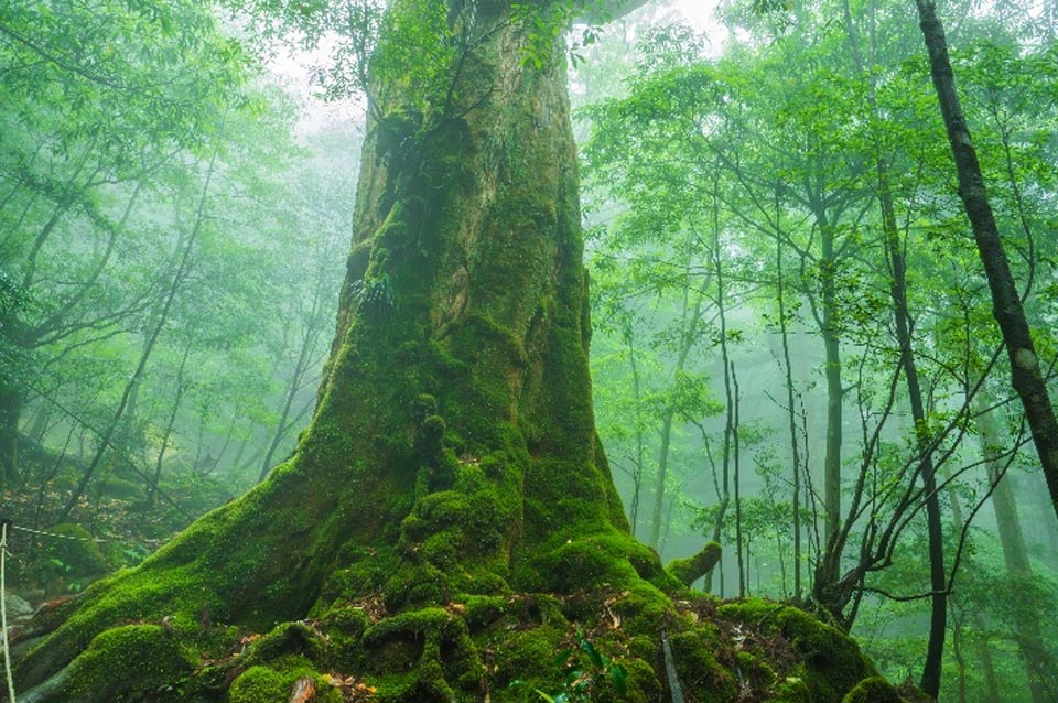 Across No1 Travel Packege Tour