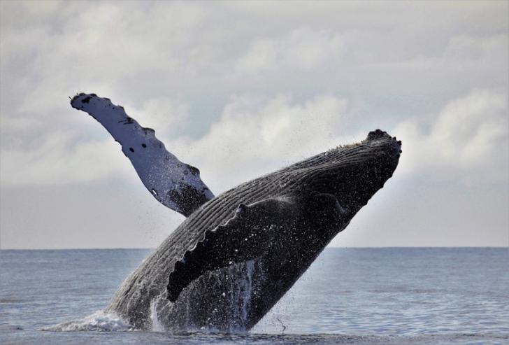 Enjoy the sea and mountains to the fullest! Ogasawara/Chichijima  6 days