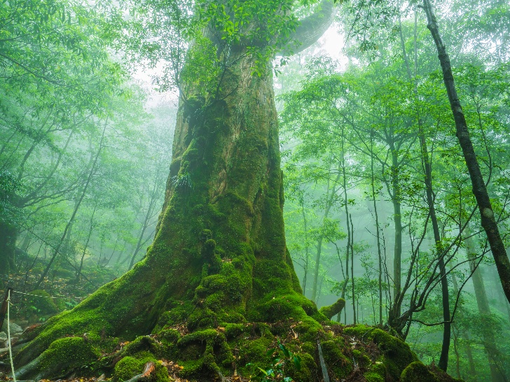Yakushima Custom Made 4-day Private Tour