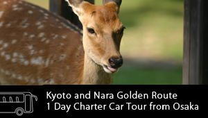 Kyoto and Nara Golden Route 1 Day Charter Car Tour from Osaka
