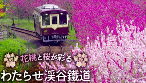 Cherry‐Blossom Viewing and Exploring Nikko, Kusatsu, and Karuizawa♪ 2 Days Bus Tour From Tokyo