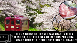 Cherry blossom tunnel Watarase Valley Tetsudo, the pink sea of clouds Haruna Unkai Sakura & the phantom marbled Fukubuta Shabu-shabu!