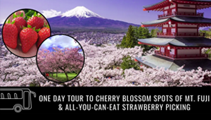 Mt. Fuji blossom spots, Arakura Fuji Sengen Shrine, Lake Kawaguchi & Strawberry Picking